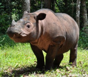 sumatran rhino_Photo