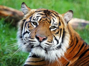 Sumatran-Tiger photo